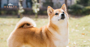 Shiba Inu