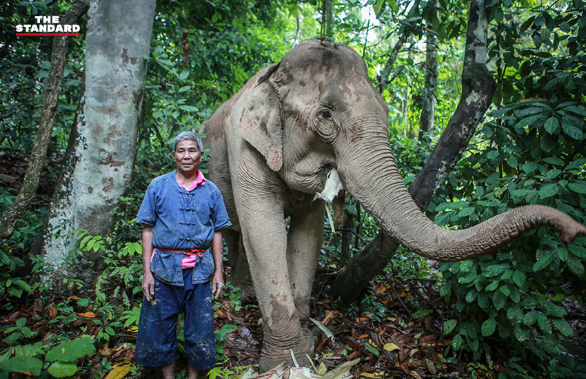 mahout and elephant