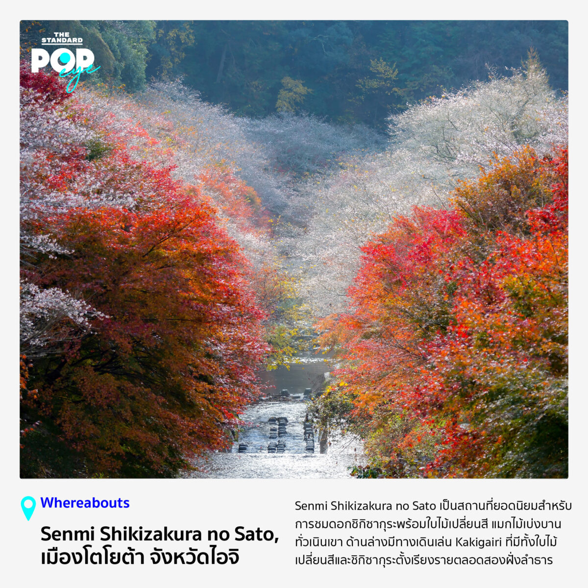 POP EYE: ใบไม้เปลี่ยนสีคู่ซากุระบาน ณ Senmi Shikizakura no Sato เมือง ...