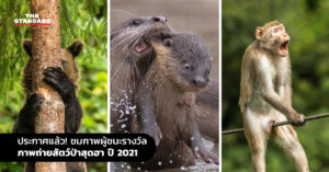 Comedy Wildlife Photo Awards 2021