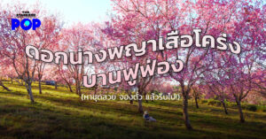 ดอกนางพญาเสือโคร่ง