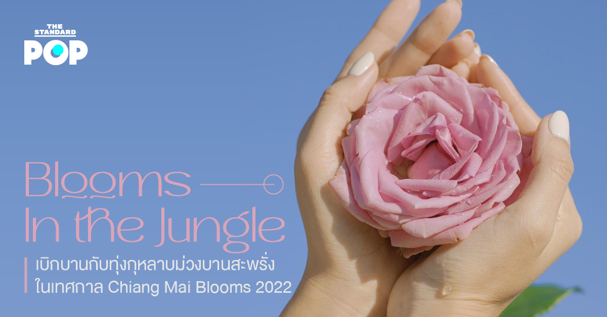 ‘Blooms in the Jungle’ เบิกบานกับทุ่งกุหลาบม่วงบานสะพรั่ง ในเทศกาล Chiang Mai Blooms 2022