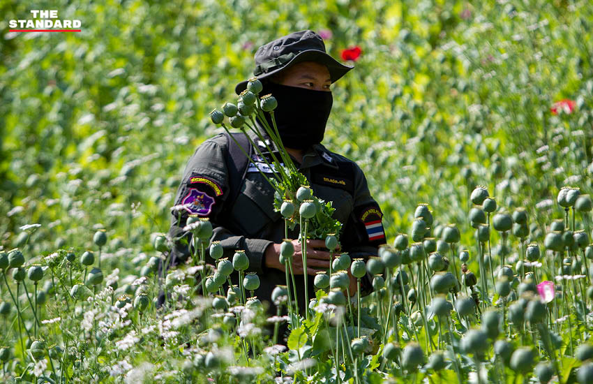 Destroying an opium farm in Chiang Mai