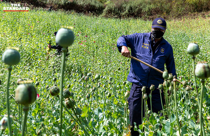 Destroying an opium farm in Chiang Mai