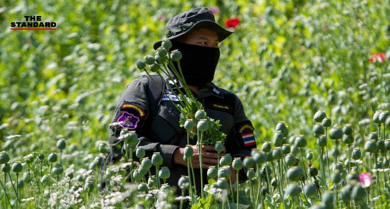 Destroying an opium farm in Chiang Mai