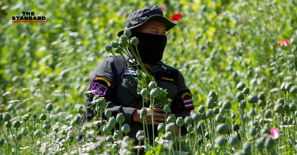 Destroying an opium farm in Chiang Mai