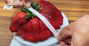 Giant Strawberry