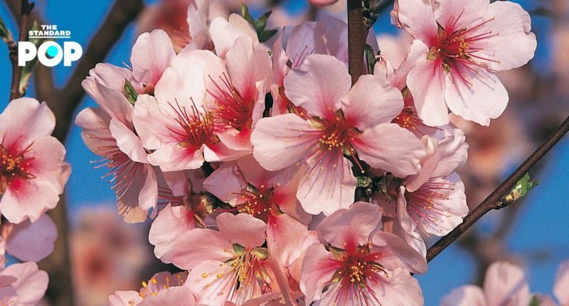 Peach Blossom Day