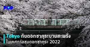 ดอกซากุระ