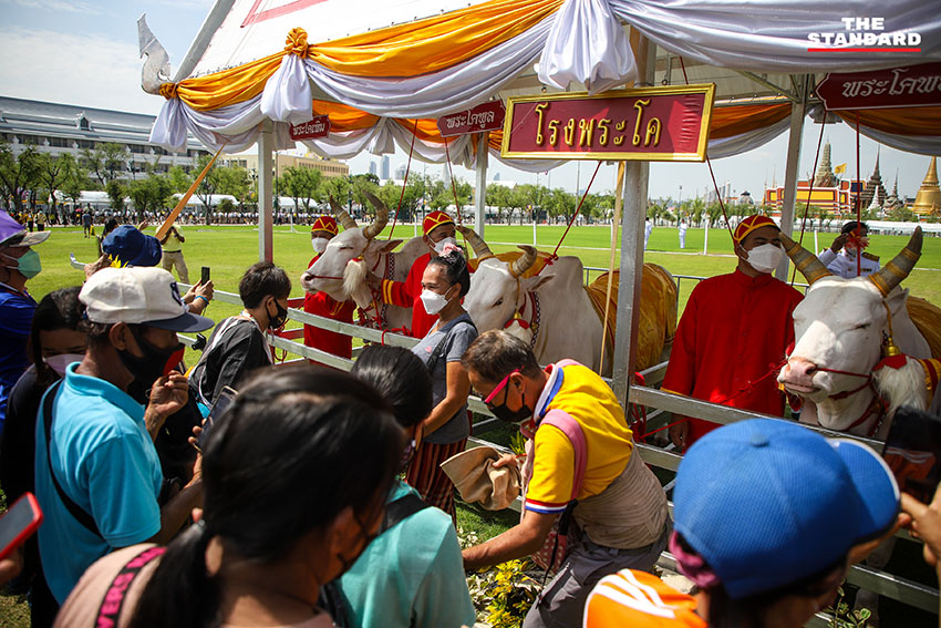 พระราชพิธีจรดพระนังคัลแรกนาขวัญ