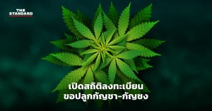 ขอปลูกกัญชา-กัญชง