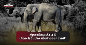 ช้าง