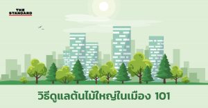 วิธีดูแลต้นไม้ใหญ่