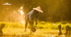 ประกันรายได้ข้าว