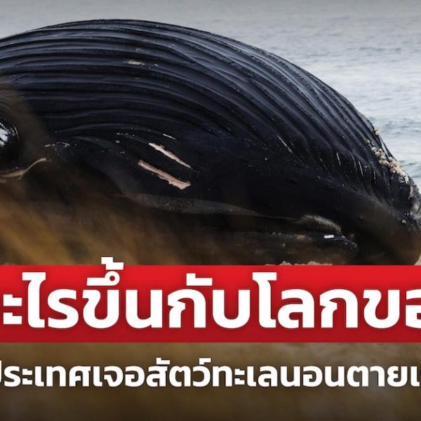 สัตว์ทะเลตายเกลื่อนหาด