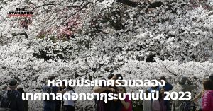 เทศกาลดอกซากุระบาน