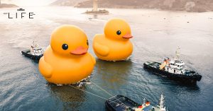 Double Ducks