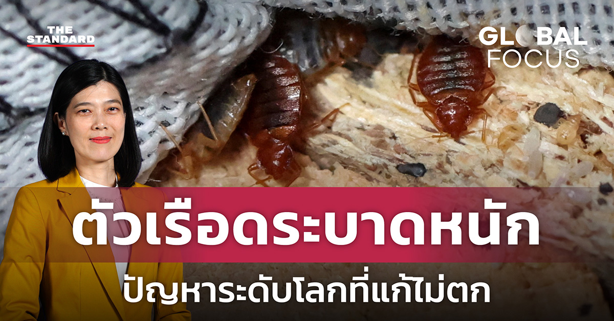 ตัวเรือดระบาด Archives – THE STANDARD