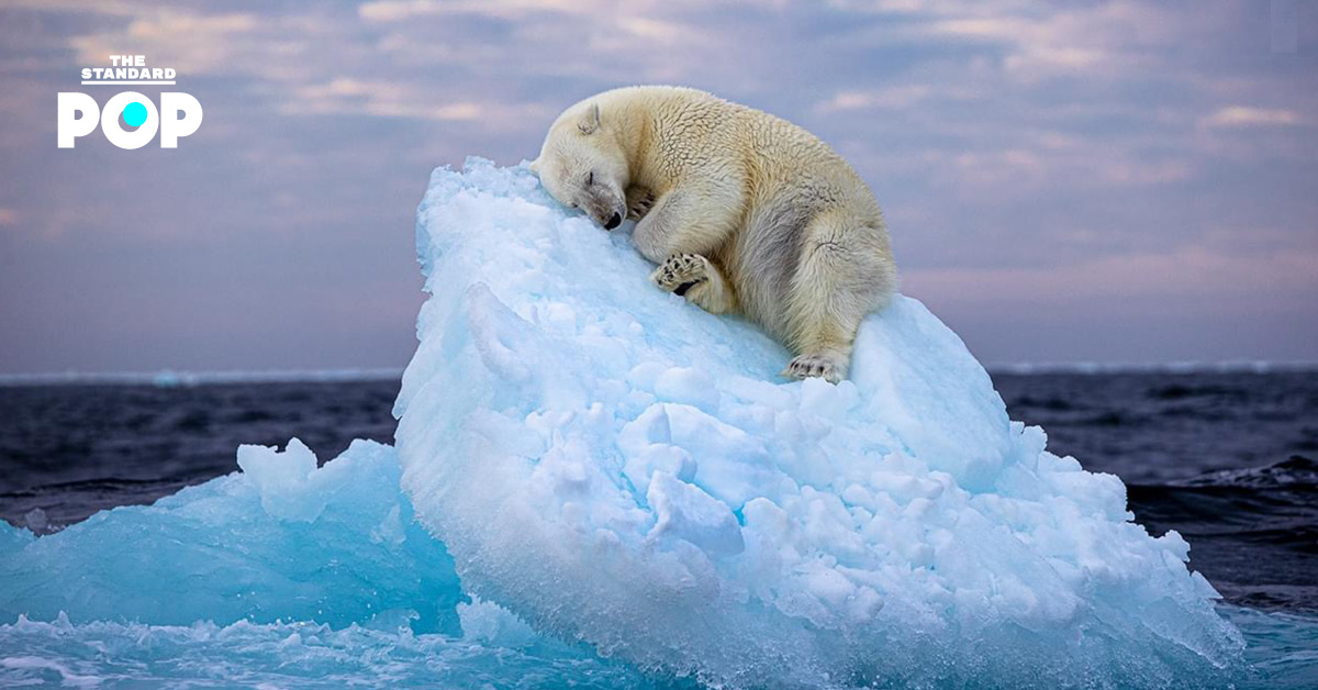 หมีขั้วโลกนอนหลับบนยอดภูเขาน้ำแข็ง