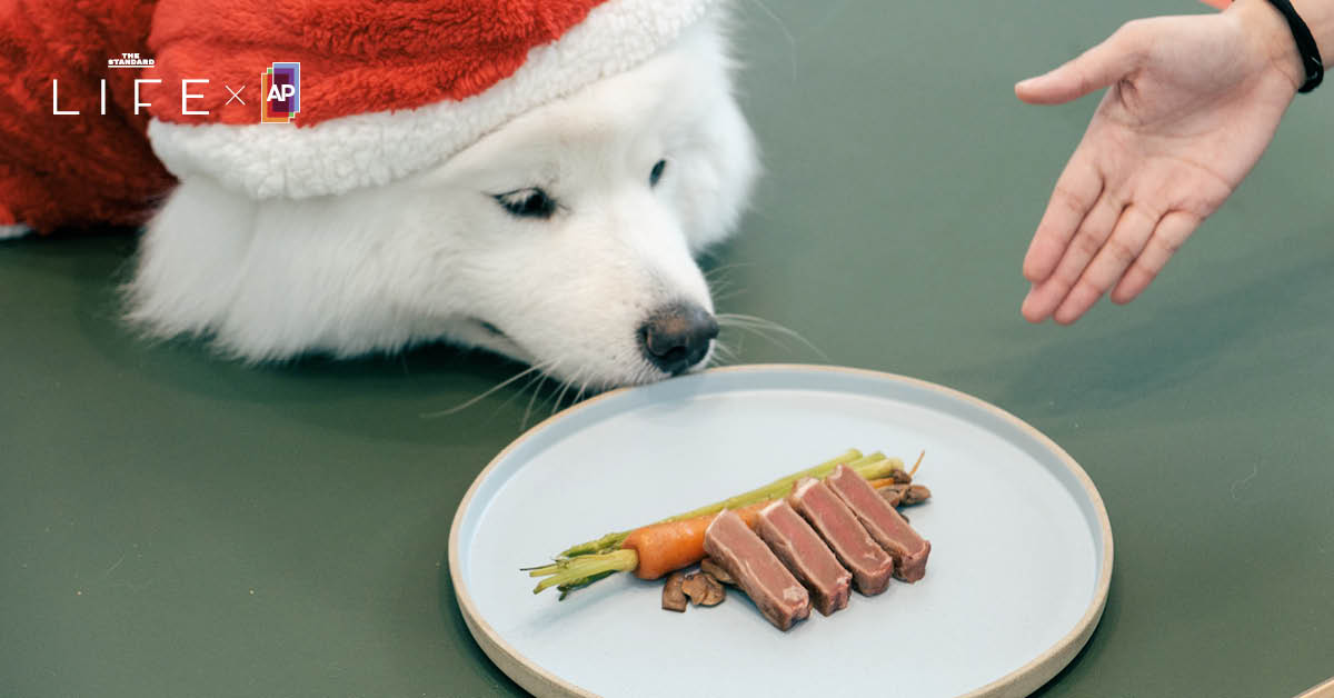 LIFE TABLE: Plates & Pups