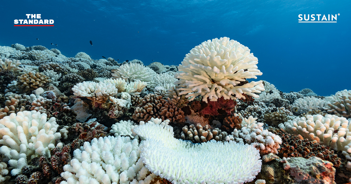 นักวิทย์ไทยคาดอาจเกิด ปะการังฟอกขาว ช่วงเมษายนถึงกรกฎาคมนี้