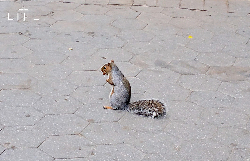 Madison Square Park