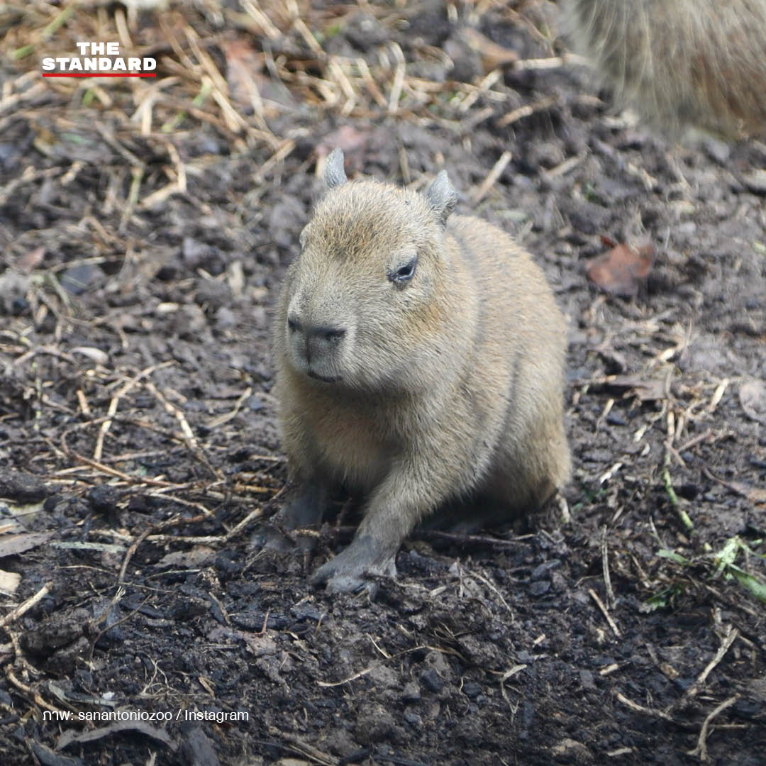 tupi-capibara