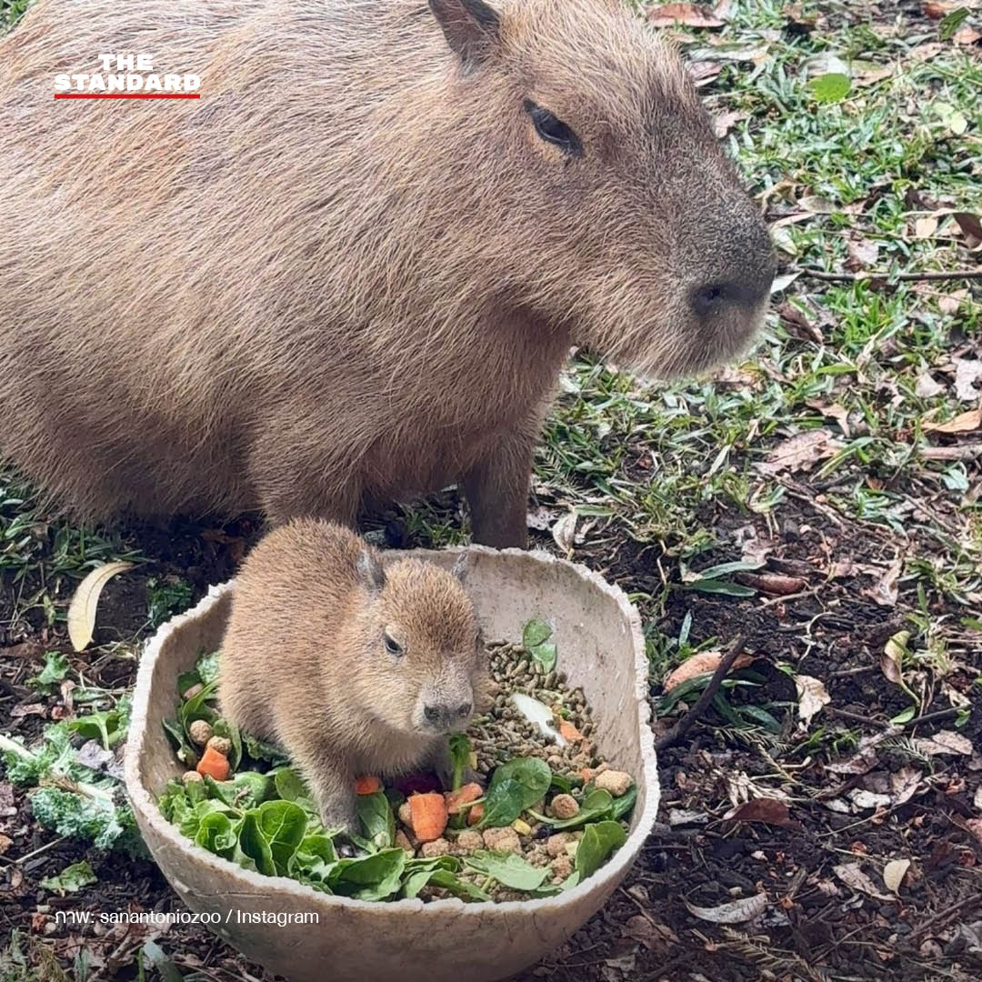 tupi-capibara