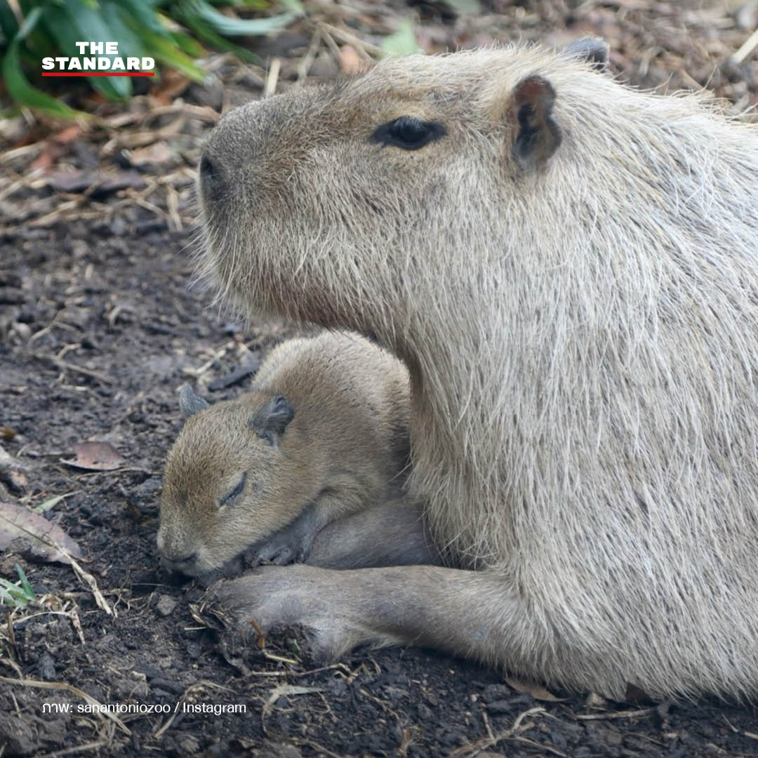 tupi-capibara