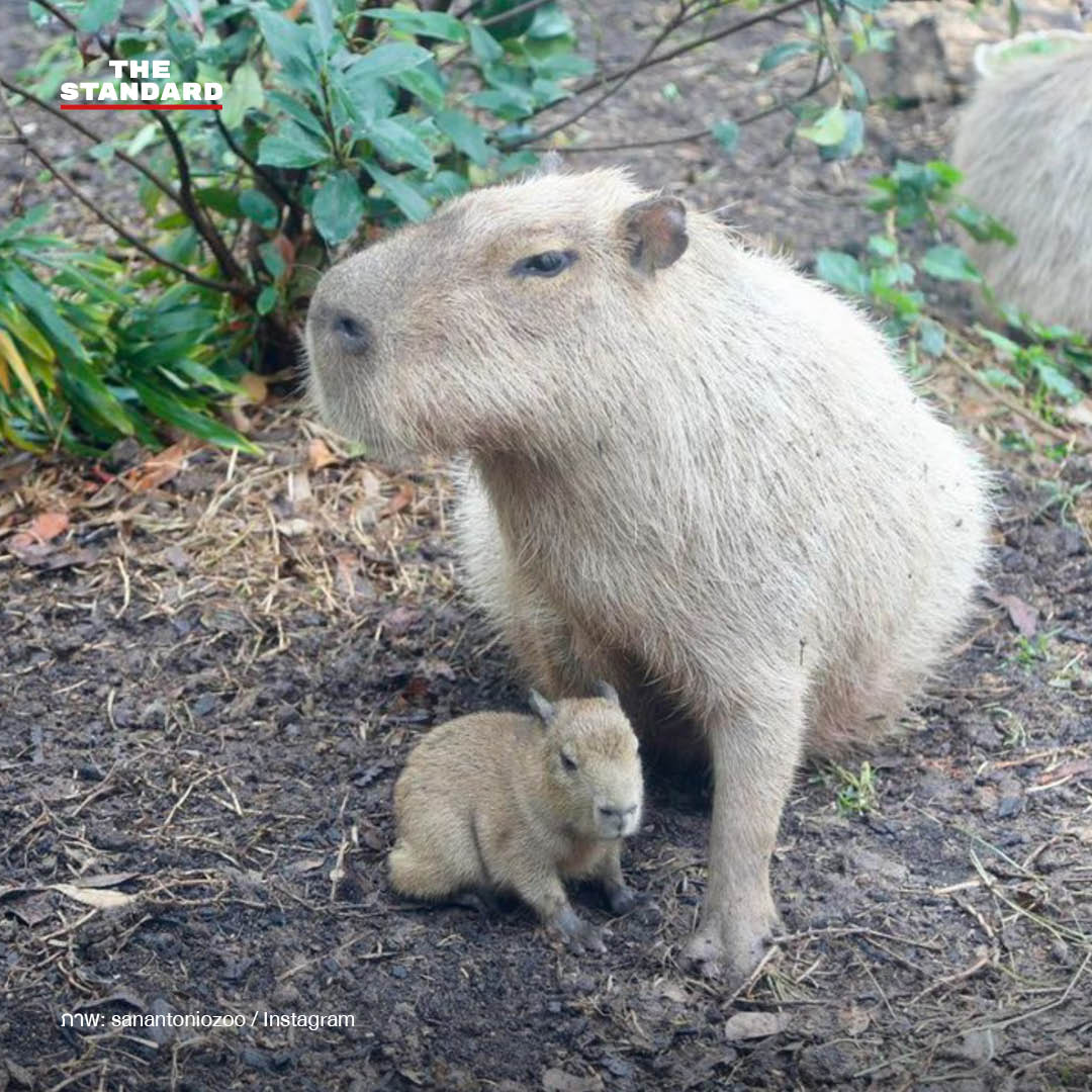 tupi-capibara