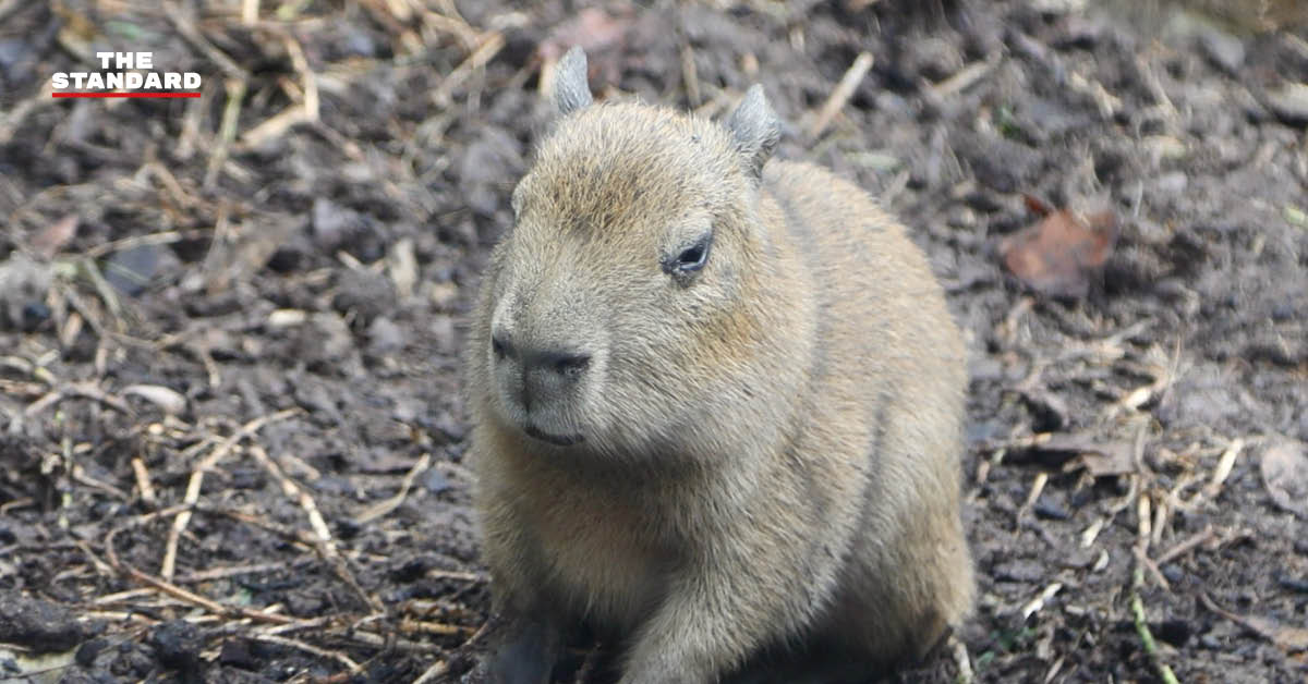 tupi-capibara-inspires-meme-coin