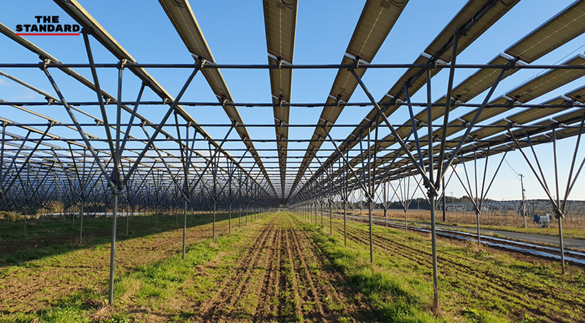 แปลงปลูกถั่วเหลืองผสมกับฟาร์มพลังงานแสงอาทิตย์ (Solar Farm) ในจังหวัดชิบะ ประเทศญี่ปุ่น 