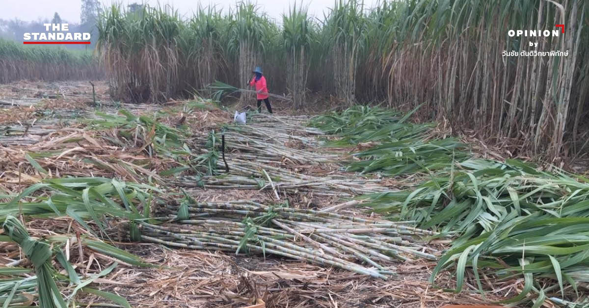 black-snow-sugarcane-burning