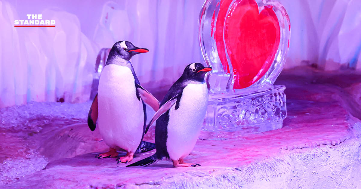 penguin-love-valentines