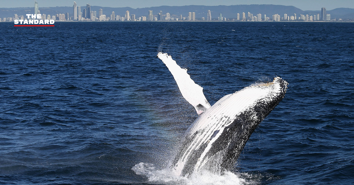 humpback-whale-song