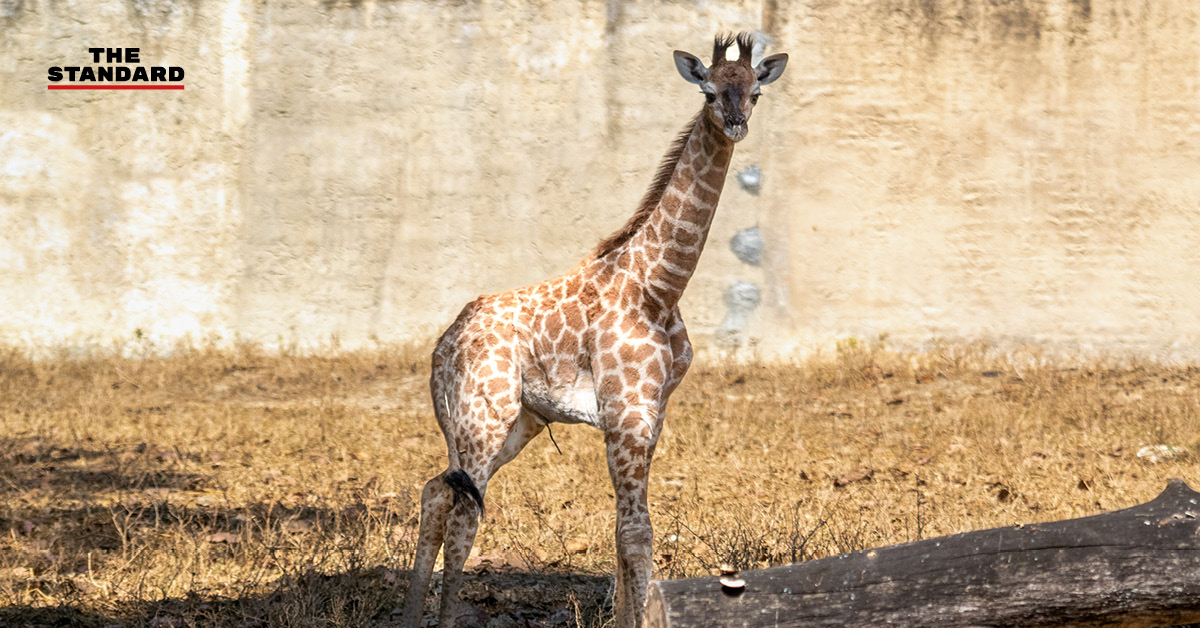 chiangmai-zoo-baby-giraffe