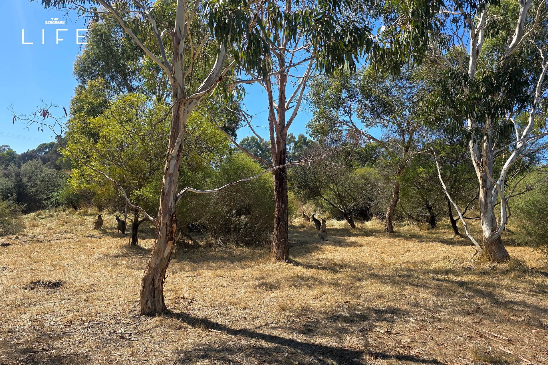 Jurlique Farm