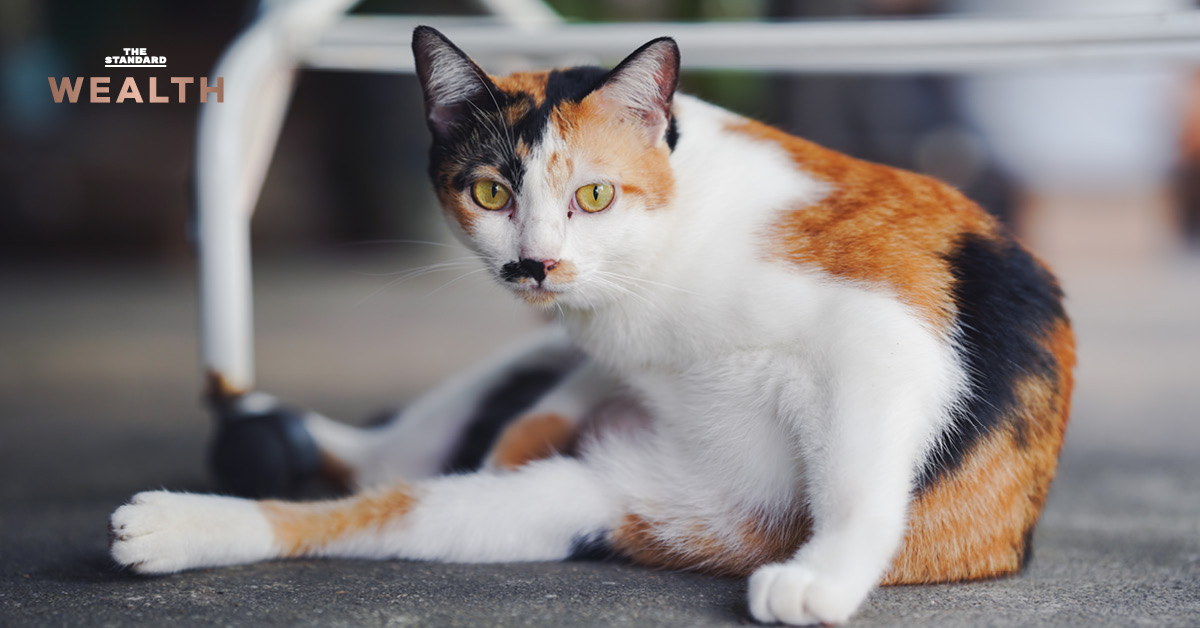 calico-cat-genetics