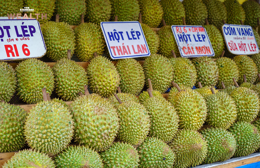 ทุเรียนหมอนทองไทยในโรงคัดบรรจุ เตรียมส่งออกตลาดจีน