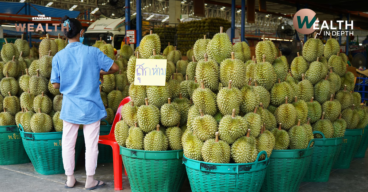 ทุเรียนหมอนทองไทยในโรงคัดบรรจุ เตรียมส่งออกตลาดจีน