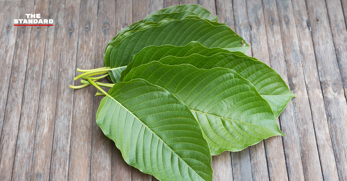 thai-government-kratom-policy