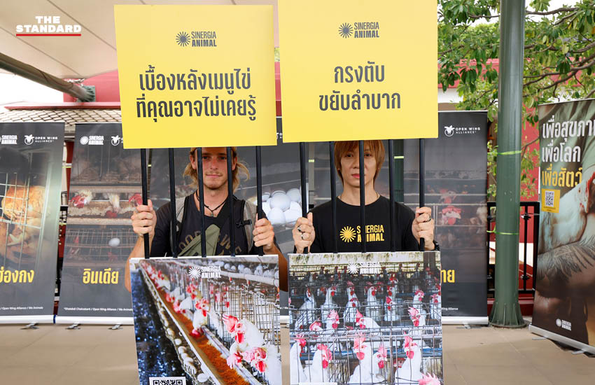 นิทรรศการภาพถ่ายแม่ไก่ในระบบกรงจากทั่วโลก