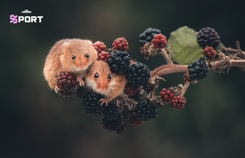 ลูกเทนนิสถูกแขวนไว้บนกิ่งไม้ กลายเป็นบ้านหลังจิ๋วของหนู Harvest Mouse
