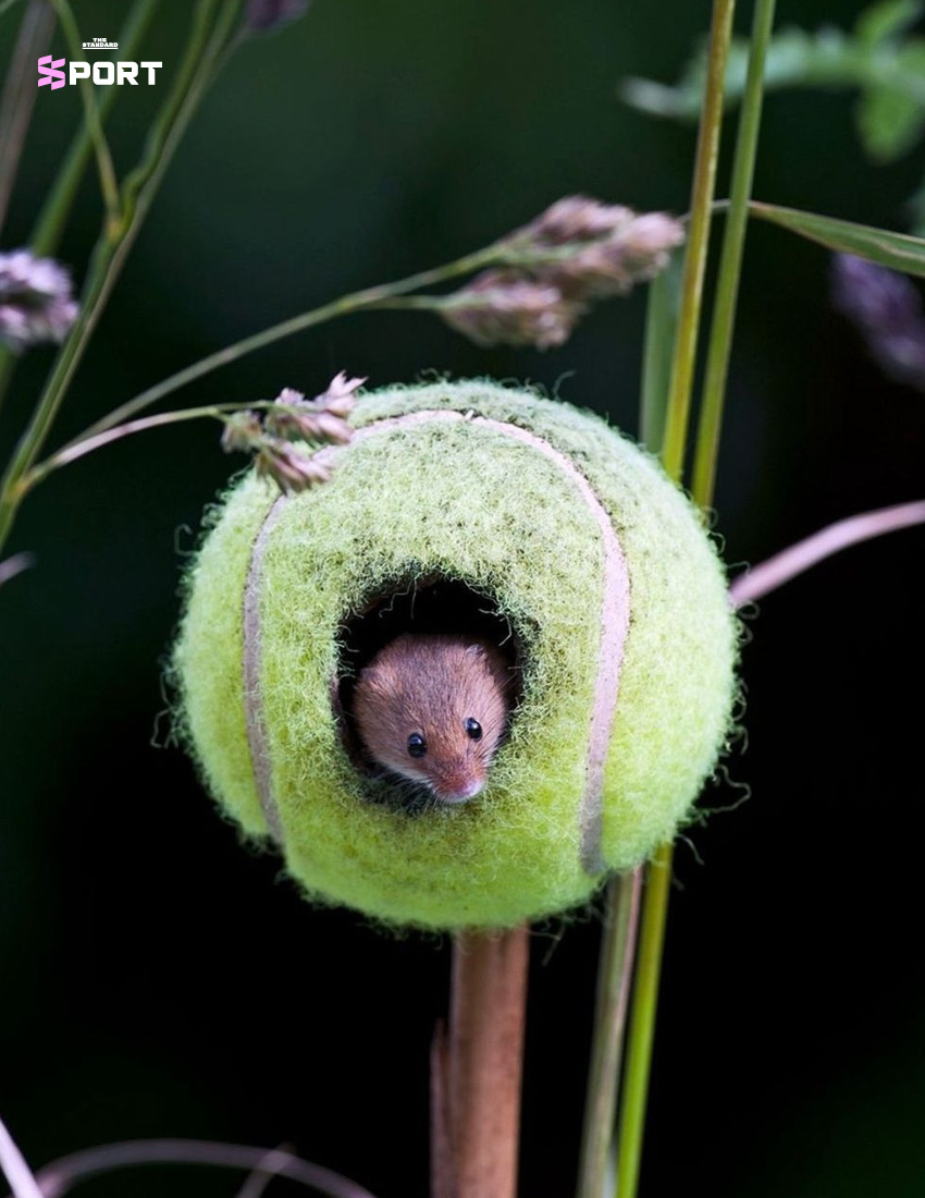 ลูกเทนนิสถูกแขวนไว้บนกิ่งไม้ กลายเป็นบ้านหลังจิ๋วของหนู Harvest Mouse
