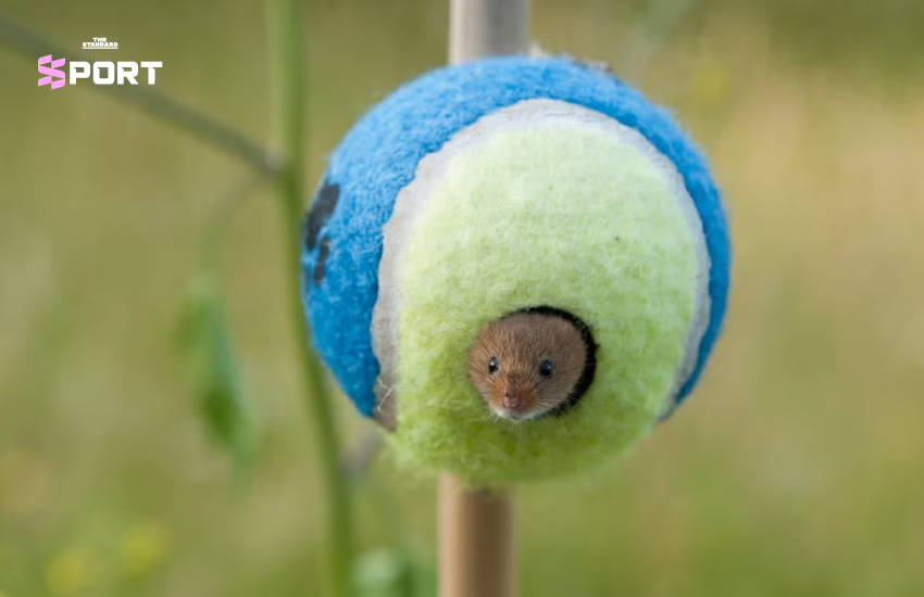 ลูกเทนนิสถูกแขวนไว้บนกิ่งไม้ กลายเป็นบ้านหลังจิ๋วของหนู Harvest Mouse
