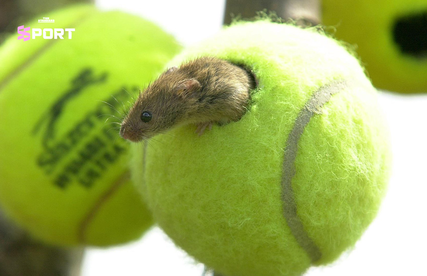 ลูกเทนนิสถูกแขวนไว้บนกิ่งไม้ กลายเป็นบ้านหลังจิ๋วของหนู Harvest Mouse
