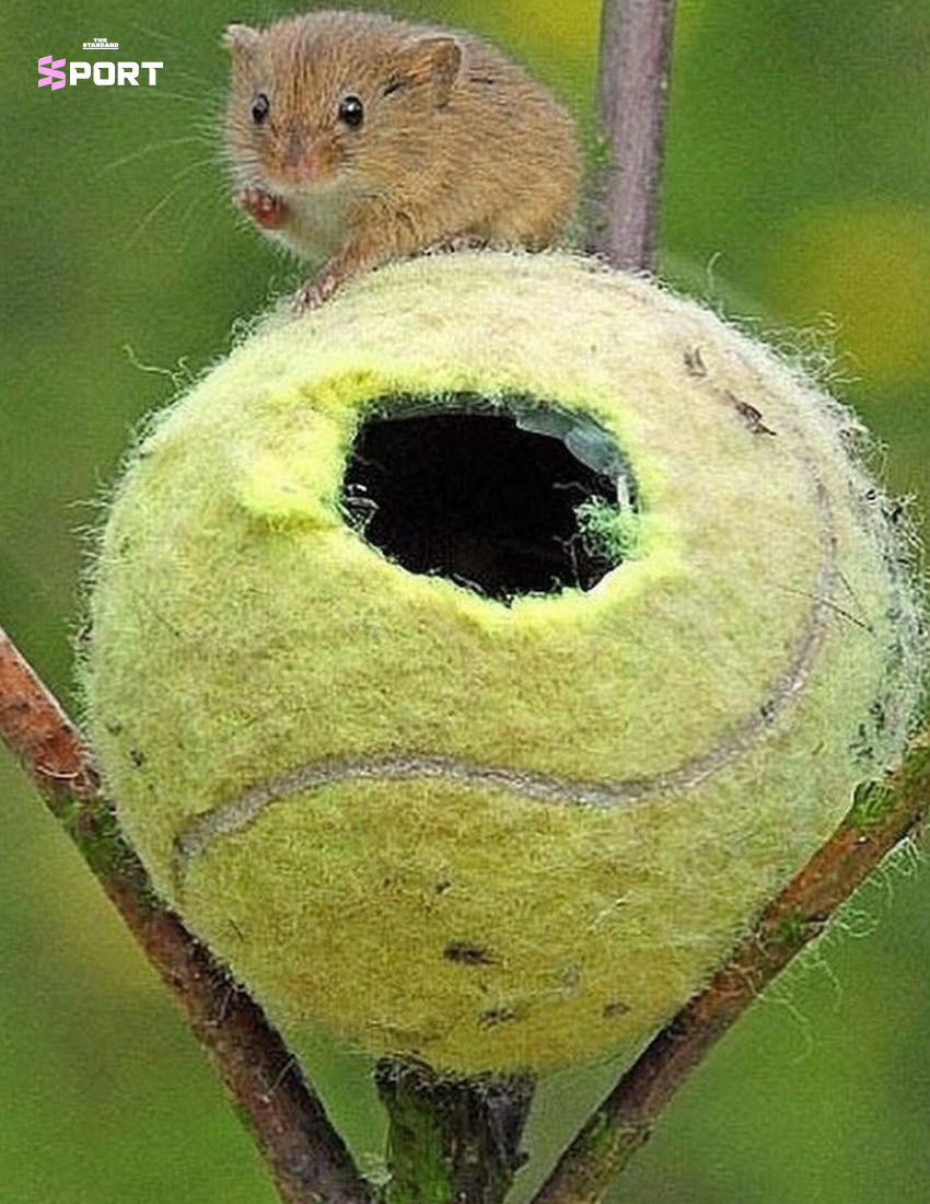 ลูกเทนนิสถูกแขวนไว้บนกิ่งไม้ กลายเป็นบ้านหลังจิ๋วของหนู Harvest Mouse
