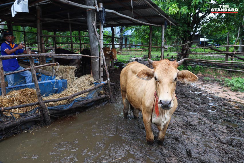 ฟางแห้งให้วัวควายในพื้นที่ชายแดนไทย-กัมพูชา