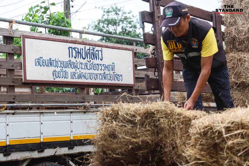 ฟางแห้งให้วัวควายในพื้นที่ชายแดนไทย-กัมพูชา