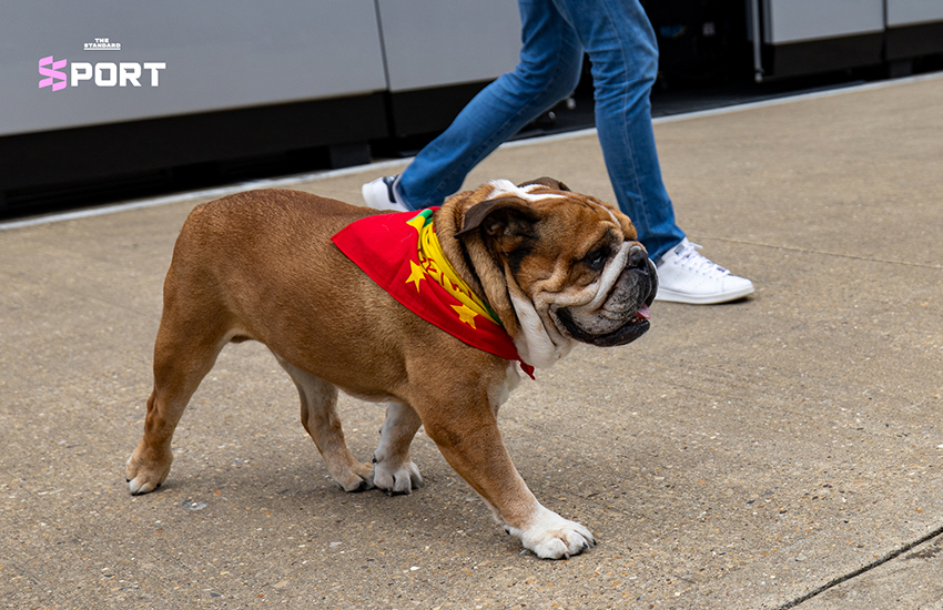 Roscoe สุนัขของแฮมิลตันเดินข้างทีมงานที่ซิลเวอร์สโตน